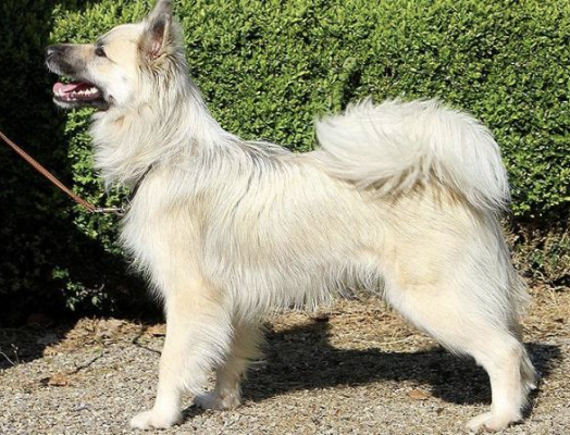 Sina vom Schloss Neubronn | Icelandic Sheepdog 