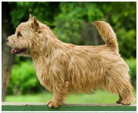 Porrigito Ahoy | Norwich Terrier 