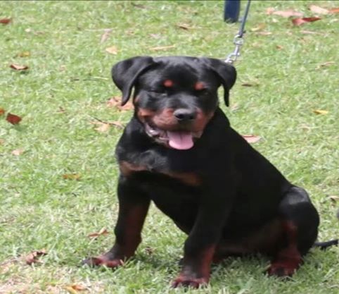 Palermo von der bruni | Rottweiler 