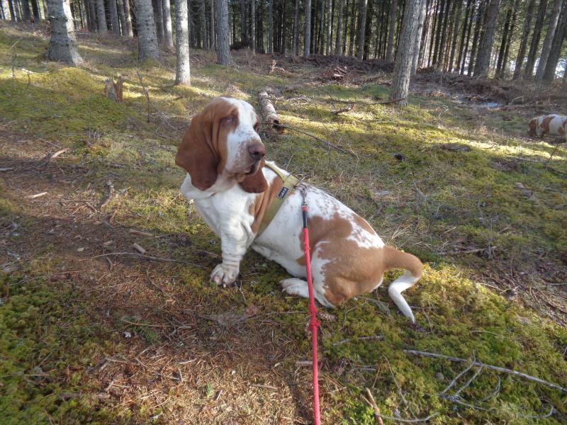 Guffen | Basset Hound 