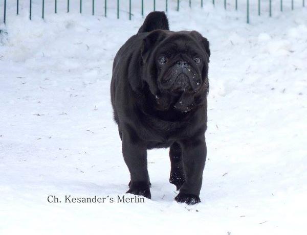 Kesander’s Merlin | Pug 