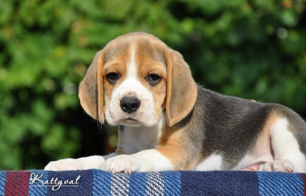 Udaloy Kazak Kattyval | Beagle 