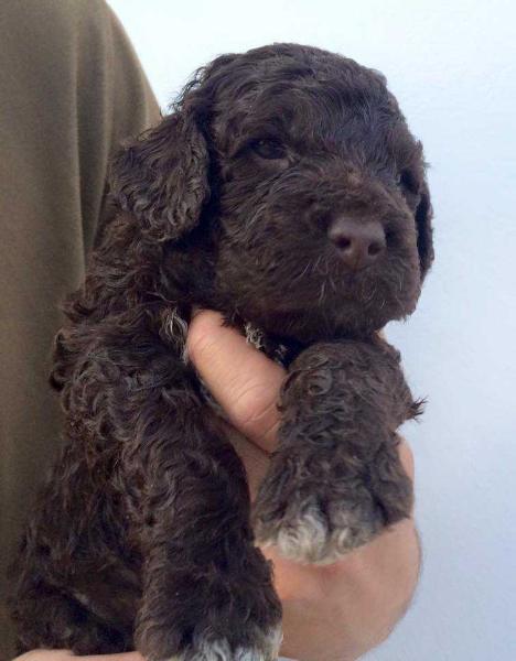 Alí de Ubbadat | Spanish Water Dog 