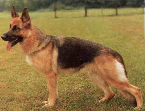 Xitta vom Trienzbachtal | German Shepherd Dog 