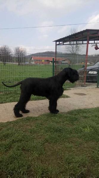 cleopatra | Giant Schnauzer 