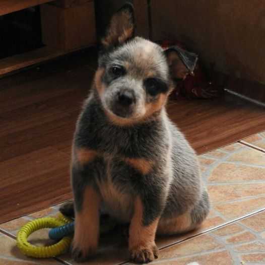 ZEUS BLUE HEELER'S SELIVON | Australian Cattle Dog 