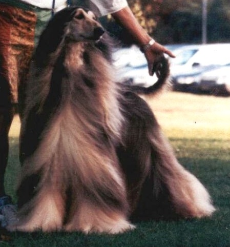 Cachemire De tchekana | Afghan Hound 