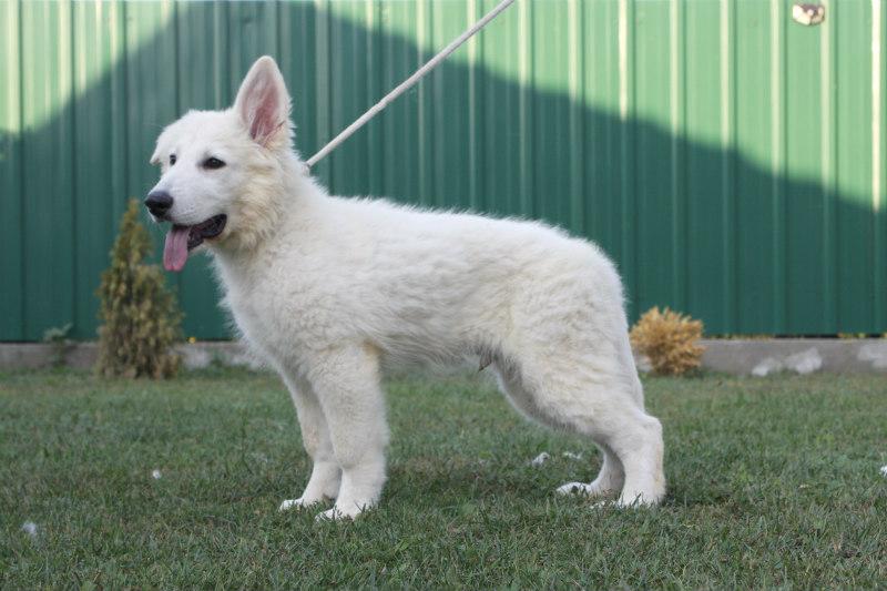 Apollo Sivacki Biser | White Swiss Shepherd Dog 