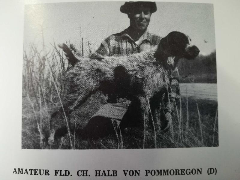 Halb Von Pommoregon | German Wirehaired Pointer 