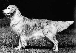 Westley Felicia of Siatham | Golden Retriever 