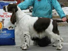 Grouseseeker's Frosty King | English Springer Spaniel 