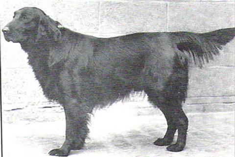 Atherbram Nobbie | Flat-Coated Retriever 