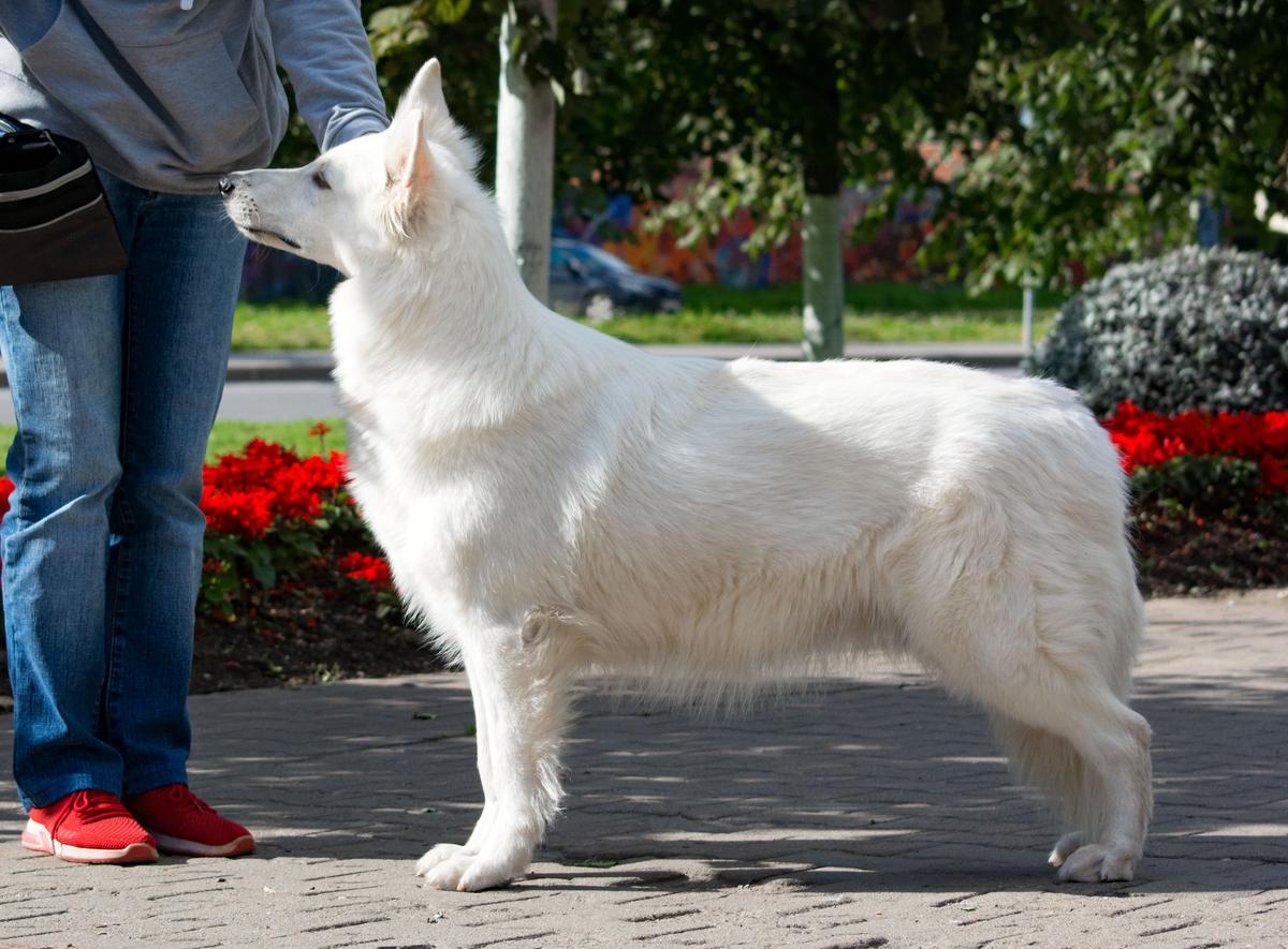 BEREZOVOY ROSCHI WINTER DREAM | White Swiss Shepherd Dog 