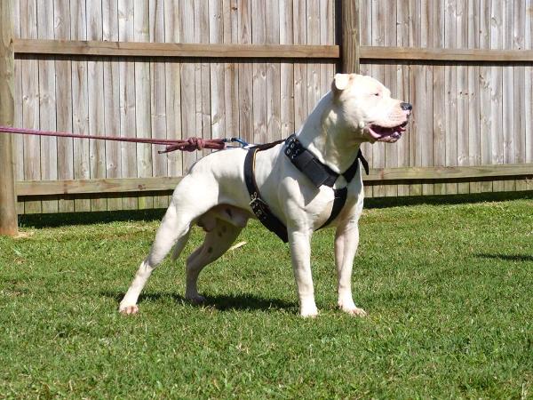 HSK Hummer | American Bulldog 