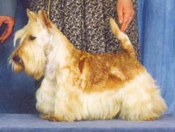 Stalwart's Radiant Riddle | Scottish Terrier 