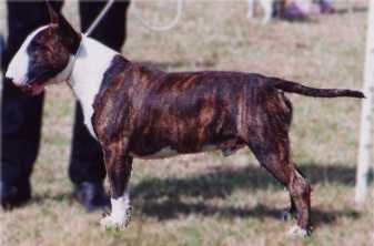 Yoeckydoe's Abrakdabra | Bull Terrier 