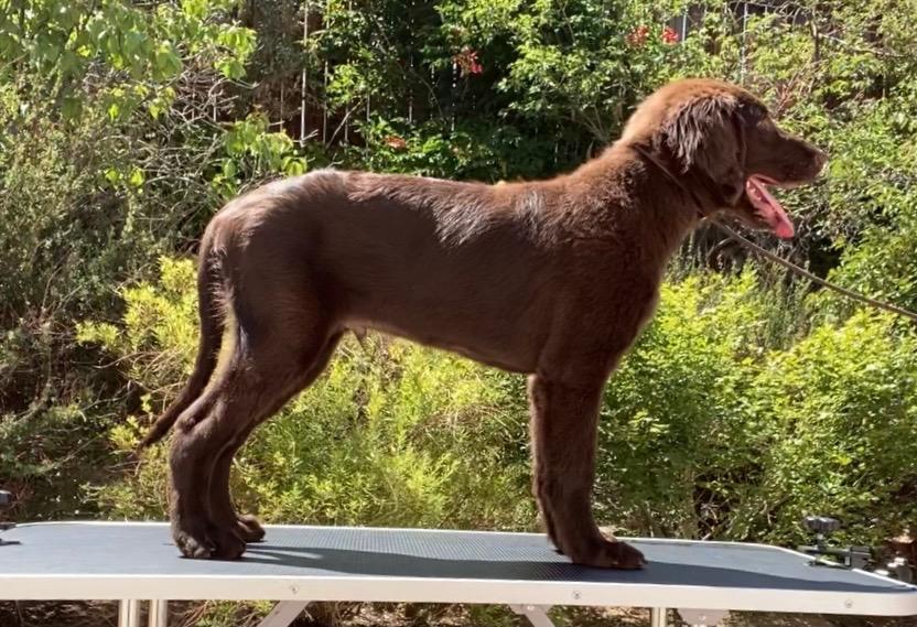 Shasta's Embrace the Void | Flat-Coated Retriever 