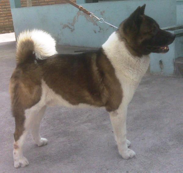 Acer | Akita 