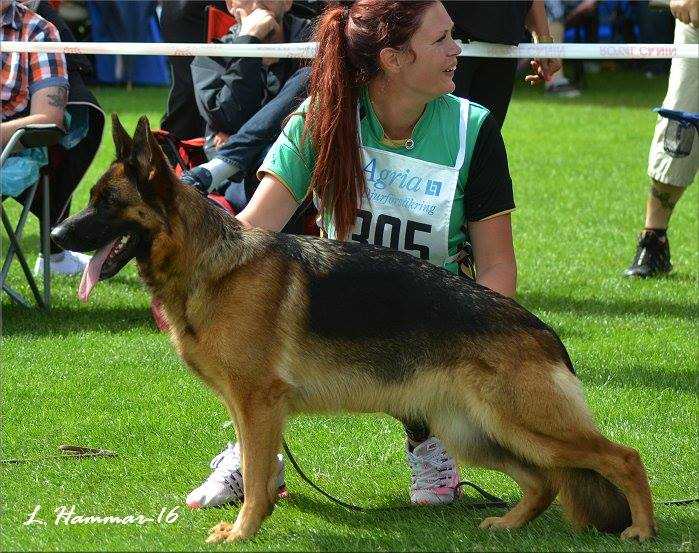 Que sera sera Olympia | German Shepherd Dog 