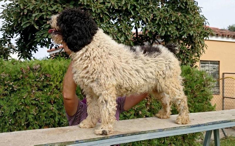 ISIS de Anarres | Spanish Water Dog 