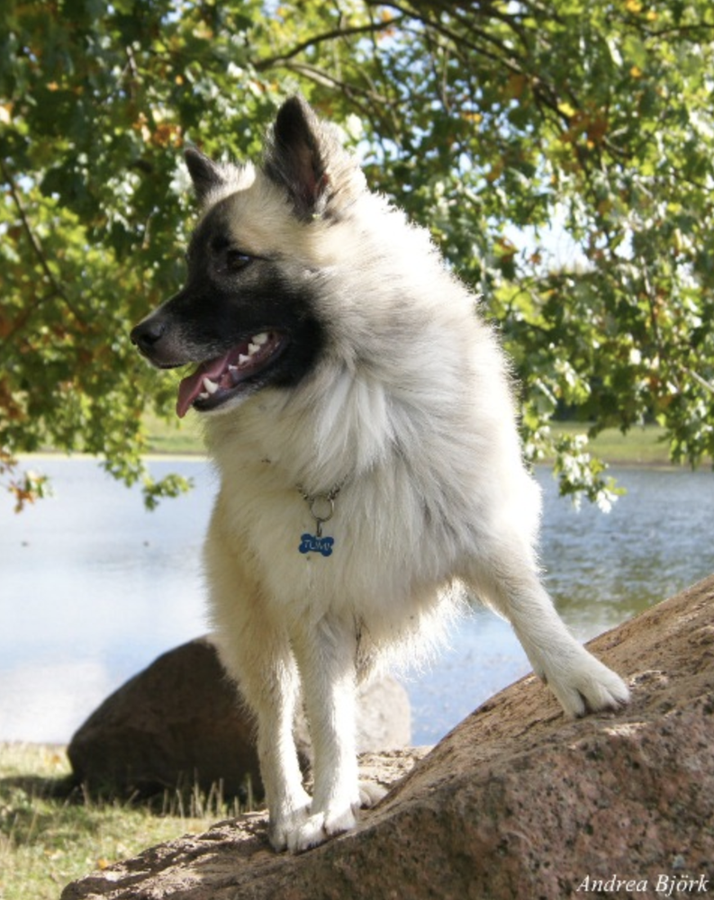 Ísskógar Tumi | Icelandic Sheepdog 