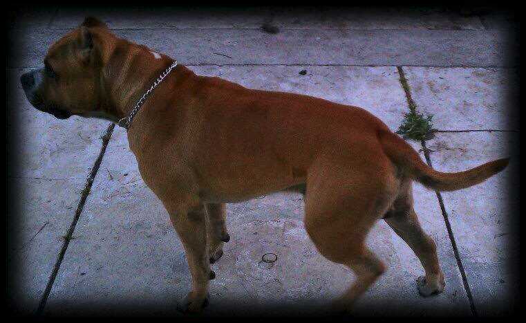 PRODIGY'S RAGE OF THE HULK | American Pit Bull Terrier 