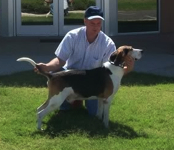 Turpin's Stylish Rube | Treeing Walker Coonhound 