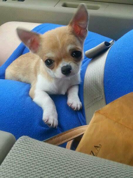 Gizmo De Indicami | Chihuahua 