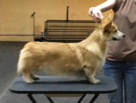 Treasure Dream Viva Viktoria | Pembroke Welsh Corgi 