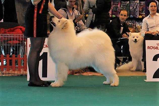 Laki Bely Medved | Samoyed 