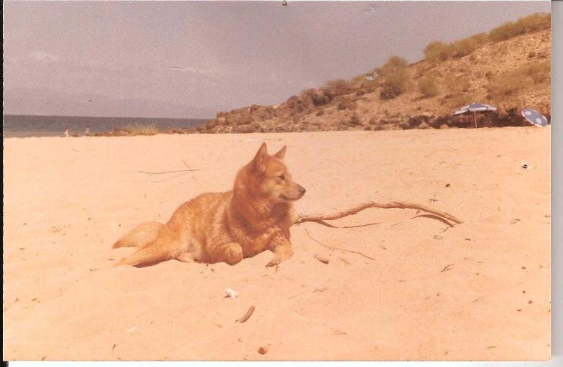 PUUSKA de la Cascade des Jarreaux | Finnish Spitz 