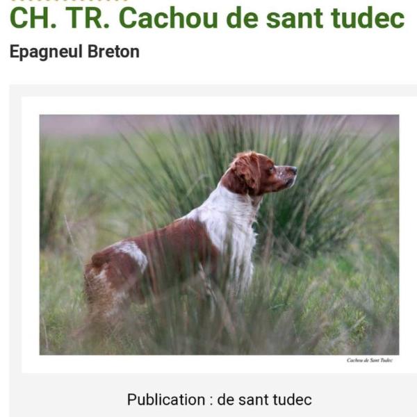 CACHOU de Sant Tudec | Brittany 