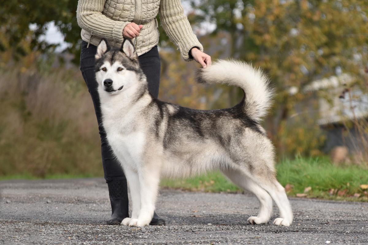 Kleopatra Ot Filippovoy | Alaskan Malamute 