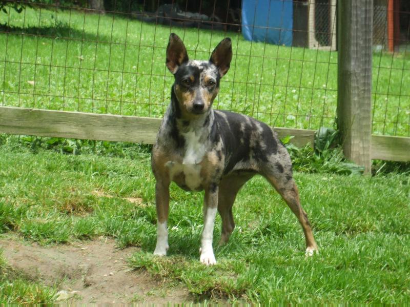 Chk'S marbled mia | Rat Terrier 