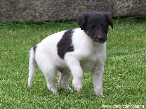 Cassanova Beami Šahrak | Whippet 