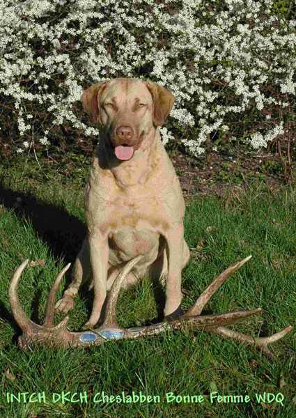 Cheslabben Bonne Femme | Chesapeake Bay Retriever 