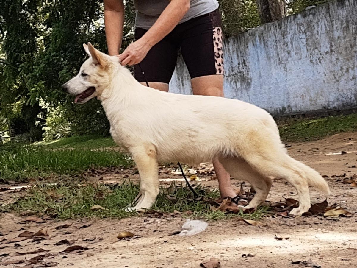 LILI DUNAS BRANCAS DO JARDIM DE ALDEIA | White Swiss Shepherd Dog 