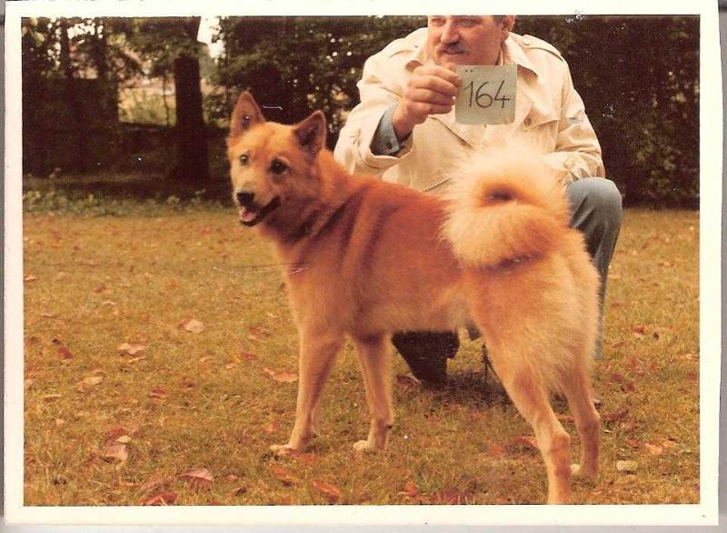 PIRU de la Cascade des Jarreaux | Finnish Spitz 