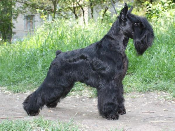 Victorious Star Lady D | Miniature Schnauzer 