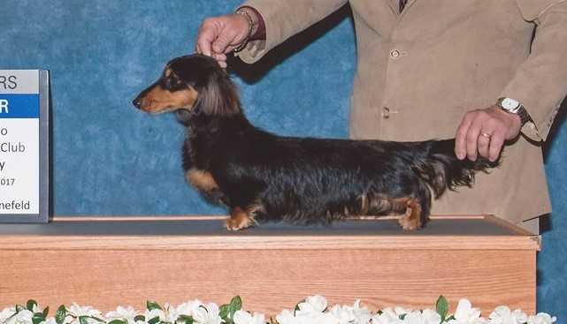 soco's pauly | Dachshund 