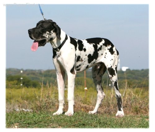 LUIZADOR NOSTRADAMUS MICHEL | Great Dane 