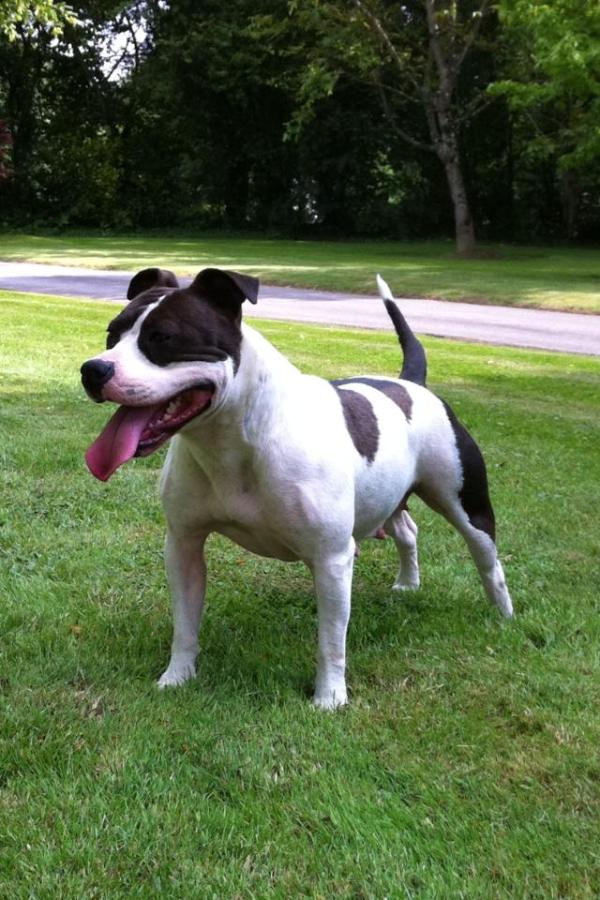 Evronie De la Maison d'Este | American Staffordshire Terrier 