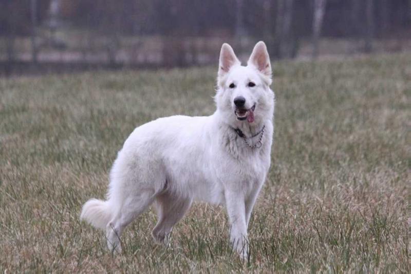 Snowpatrols Fenna-Fiona | White Swiss Shepherd Dog 