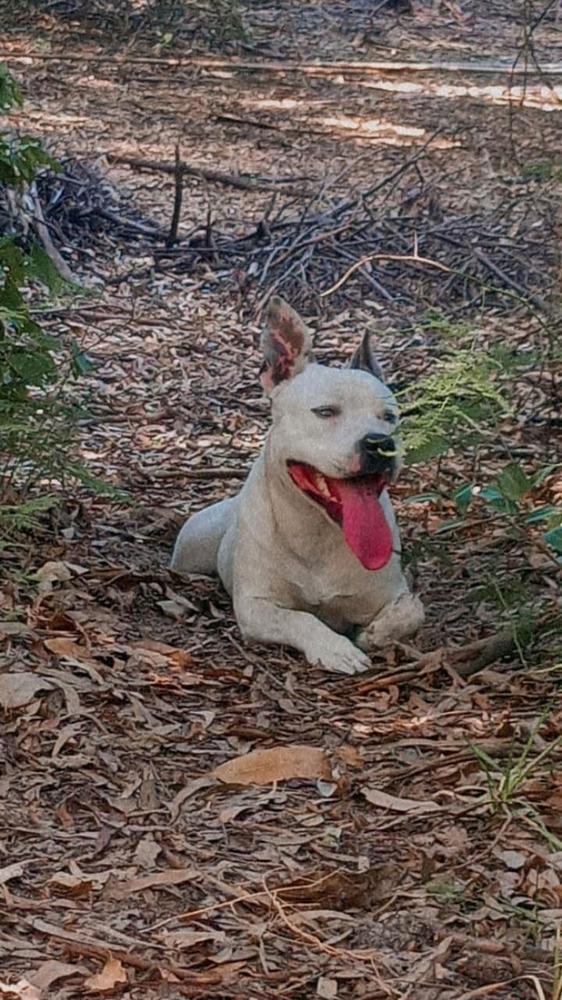 Thor Jardim blood sinabulls | American Staffordshire Terrier 