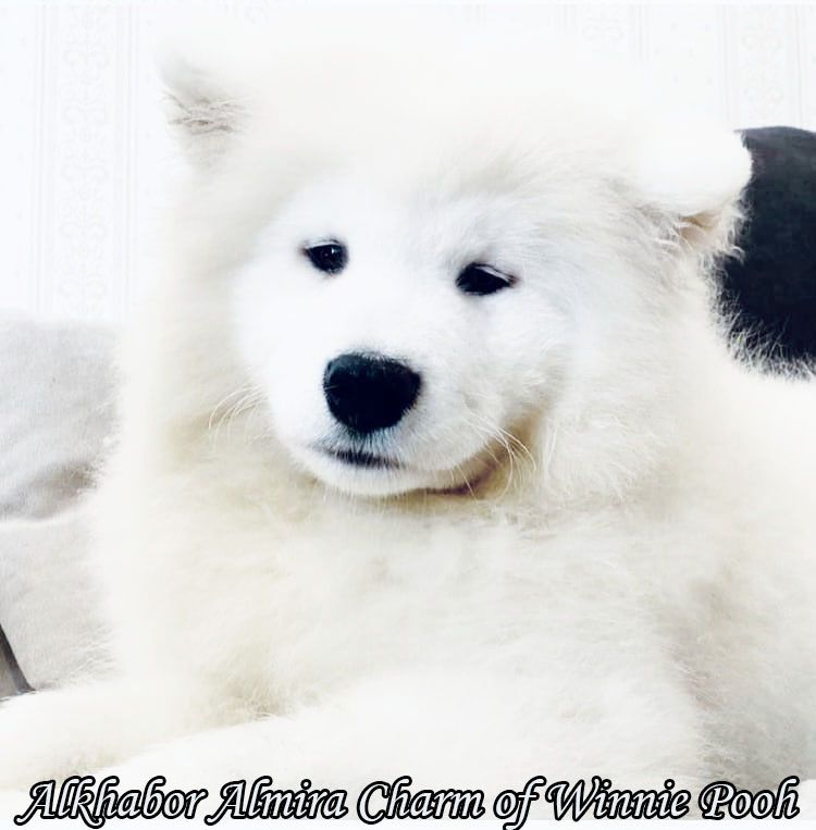 Alkhabor Almira Charm of Winnie Pooh | Samoyed 