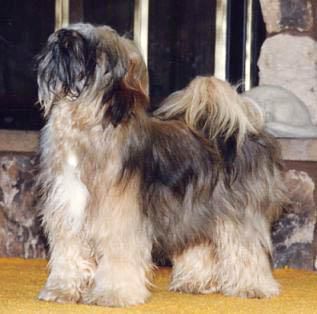 MALISHAR’S ROSEBUD OF AMBTAR | Tibetan Terrier 