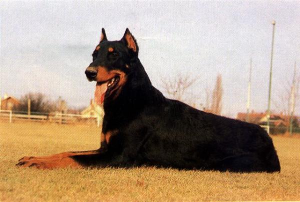 Cloud vom Sillufer | Beauceron 