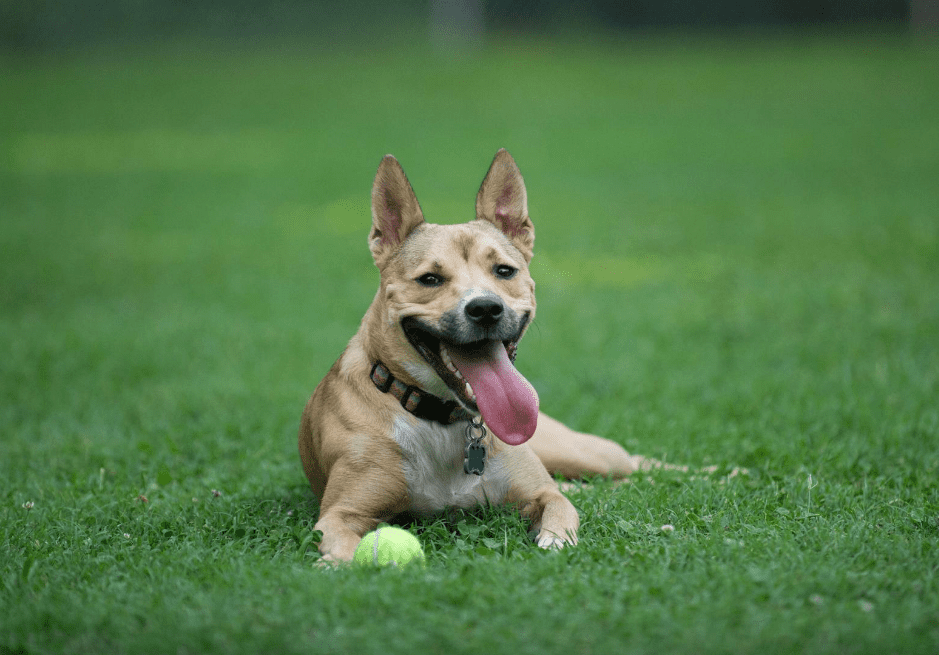 Carolina Dog