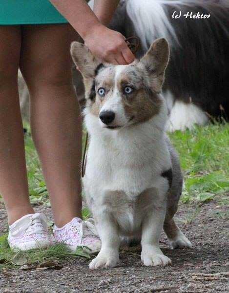 SNOW STYLE GABBY LOVE STORY | Cardigan Welsh Corgi 