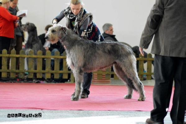 Ash Tree Estate Tullamore Good Stuff | Irish Wolfhound 